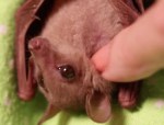 baby bat